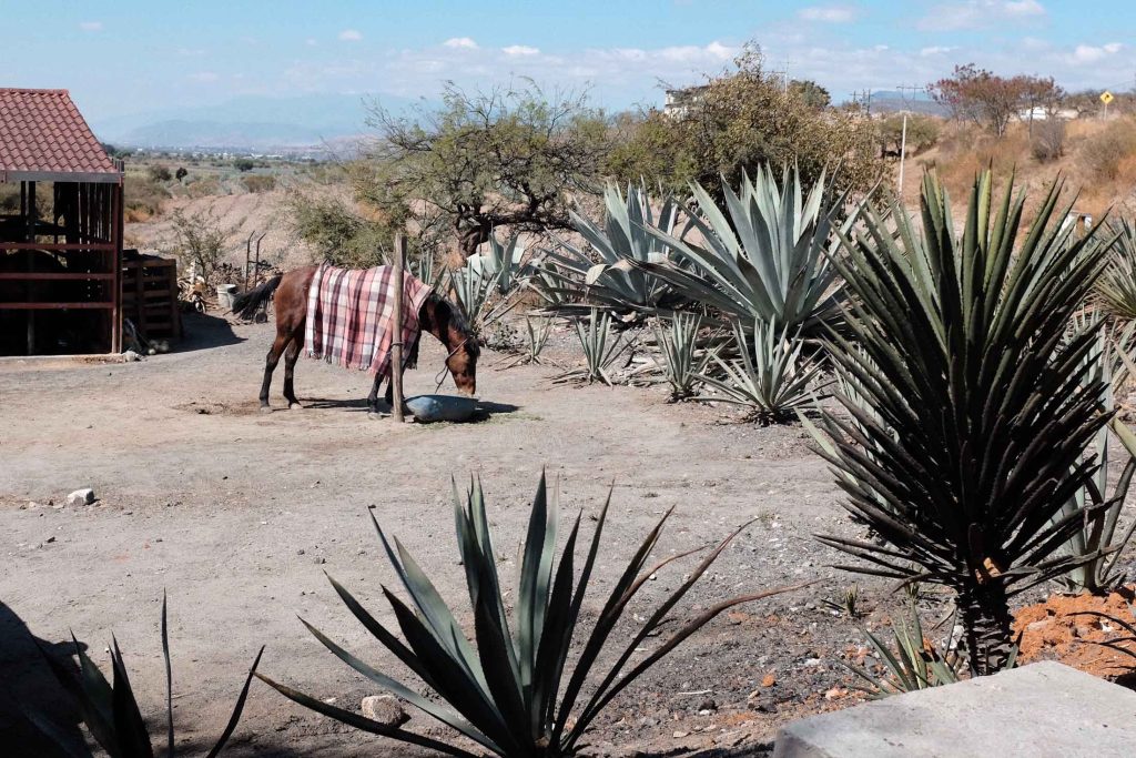 Mezcal Ancestral - Alucina estudi de branding i disseny gràfic - Osona - Barcelona